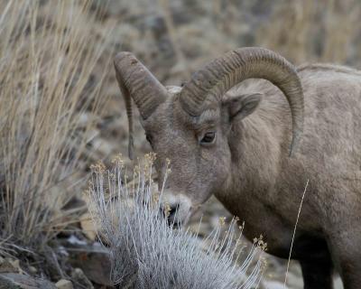 Sheep, Rocky Mtn, Ram-022005-YNP, Lamar Valley-0107.jpg