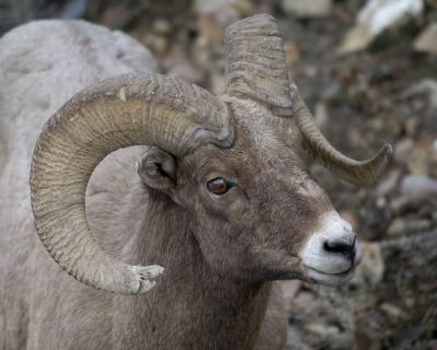 Sheep, Rocky Mtn, Ram-022005-YNP, Lamar Valley-0124.jpg