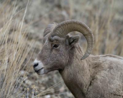 Sheep, Rocky Mtn, Ram-022005-YNP, Lamar Valley-0111.jpg