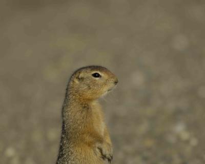 Ground Squirrel, Arctic-072205-Denali Park Road, Denali NP-0343.jpg