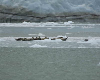 Seal, Harbor, on Icebergs-071105-Northwestern Fjord, Kenai Fjords NP-0102.jpg