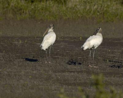 g3/40/624440/3/54047359.AWoodstorkflock120205BlackPointWildlifeDriveMerrittIslandNWR01928X10.jpg