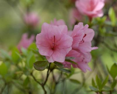 Azalea, Coral Pink-042405-Oakton, VA-0001.jpg