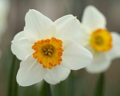 Daffodil-041104-Oakton, VA-0055.jpg