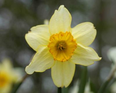 Daffodil-041104-Oakton, VA-0067.jpg