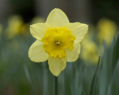 Daffodil-041104-Oakton, VA-0079.jpg