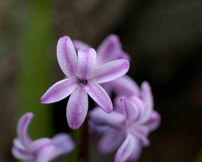 Hyacinth-041104-Oakton, VA-0100.jpg