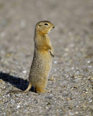 Ground Squirrel, Arctic-072205-Denali Park Road, Denali NP-0353.jpg