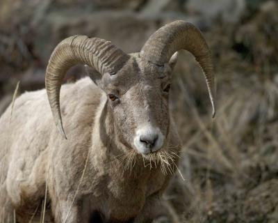 Sheep, Rocky Mtn, Ram-022105-YNP, Lamar Valley-0113.jpg