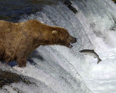 Bear, Brown, Boar, open mouth to Salmon-071405-Brooks Falls, Katmai Nat'l Park, AK-#0375.jpg