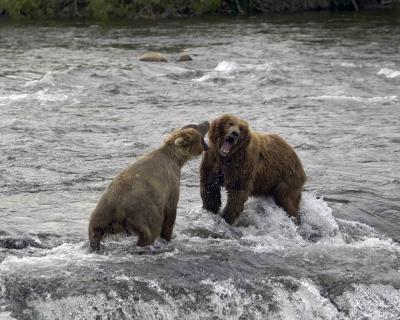 Bear, Brown, Sow & Boar fighting-071505-Brooks Falls,  Katmai Nat'l Park, AK-#0388.jpg