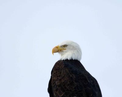 Eagle, Bald-011505-Klamath Basin NWR, Tule Lake Refuge, OR-#0135.jpg