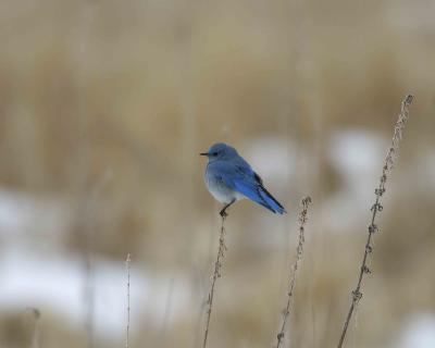 Bluebird, Mountain, Male-011505-Klamath Basin NWR, Tule Lake Refuge-0032.jpg