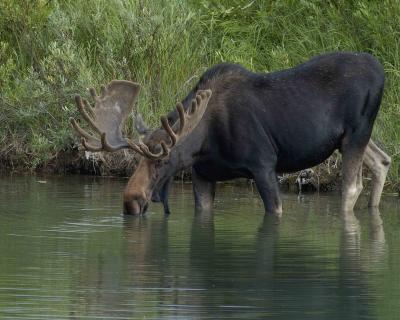 Moose, Bull-080304-Oxbow Bend, Snake River, Grand Teton Nat'l Park, WY-#248.jpg
