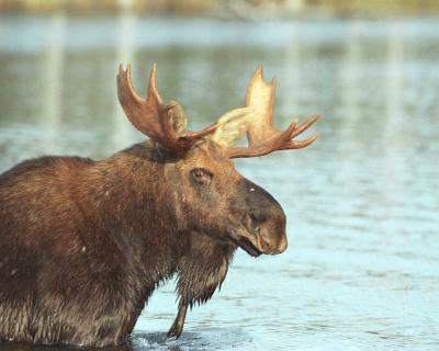 Moose, Bull-101202-Stump Pond, Baxter State Park, ME-R2-#24.jpg