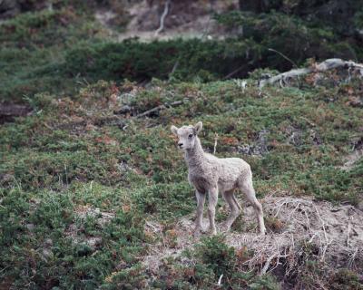 Sheep Rocky Mtn Lamb-070601-Yellowhead Highway Jasper National Park Canada-R13-22.jpg