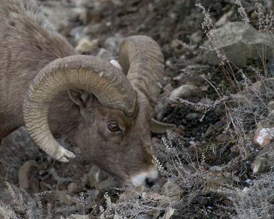 Sheep Rocky Mtn Ram-022005-YNP-Lamar Valley-0133.jpg