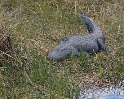 Alligator-031105-Everglades Natl Park, Anhinga Trail-0069.jpg