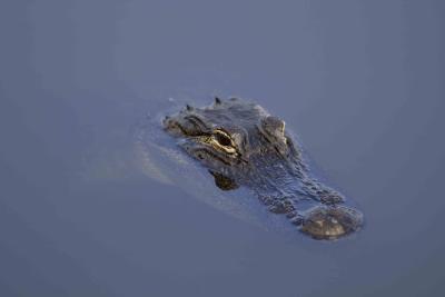 Alligator-031205-Everglades Natl Park, Anhinga Trail-0006.jpg