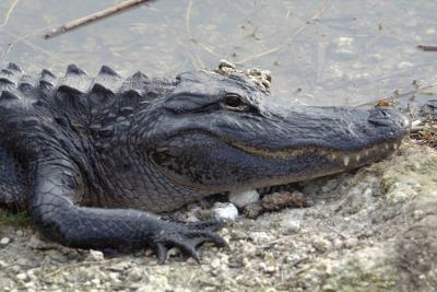 Alligator-031405-Everglades Natl Park, Anhinga Trail-0155.jpg
