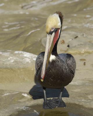 g3/40/624440/3/55945243.PelicanBrown012806LaJollaCA0461.jpg