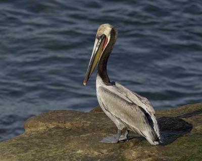 g3/40/624440/3/55945444.PelicanBrown012806LaJollaCA0490.jpg