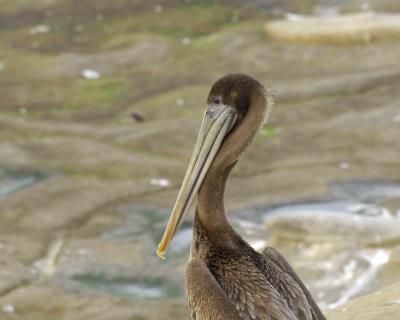 g3/40/624440/3/55945629.PelicanBrownimmature012706CliffsLaJollaCA0028.jpg