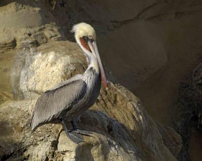 g3/40/624440/3/55945821.PelicanBrownnonbreedingadult012806CliffsLaJollaCA0329.jpg