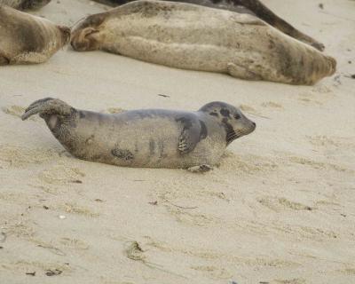 Seal, Harbor-012806-Childrens Pool, La Jolla, CA-0086.jpg