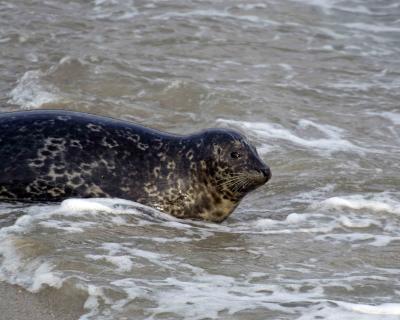 Seal, Harbor-012806-Childrens Pool, La Jolla, CA-0142.jpg