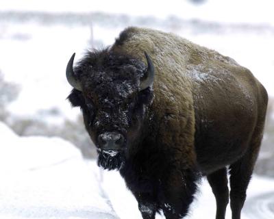 Bison, with snow-030406-Lamar Canyon, YNP-0020.jpg