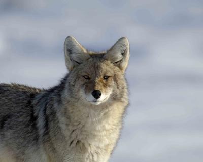 Coyote-030506-Lamar Valley, YNP-0108.jpg