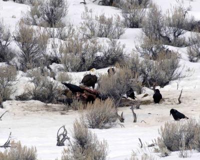 Eagle, Bald, on Cow Elk Carcass-030606-Junction Butte, YNP-0265.jpg
