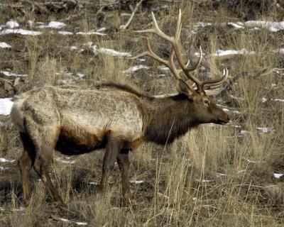 Elk, Bull-030506-Lamar Valley, YNP-0163.jpg