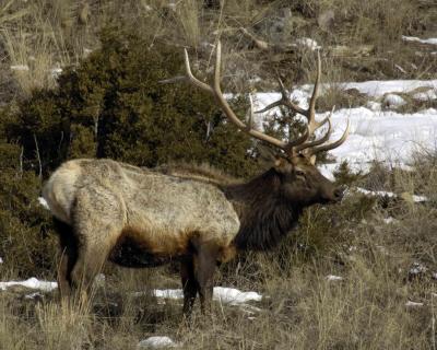 Elk, Bull-030506-Lamar Valley, YNP-0182.jpg