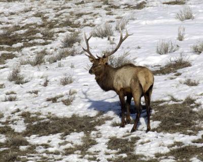 Elk, Bull-030606-Soda Butte Canyon, YNP-0151.jpg