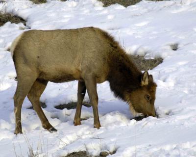 Elk, Cow-030606-Tower Junction, YNP-0027.jpg