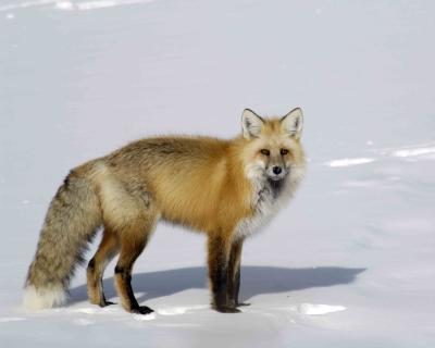Gallery of Red Fox