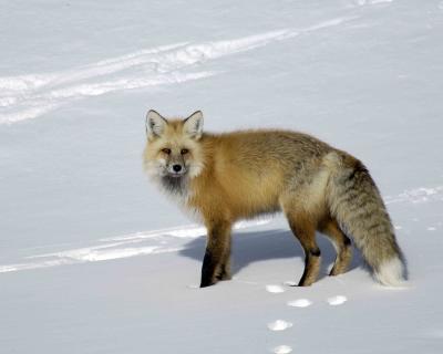 Fox, Red-030506-Trout Lake, Soda Butte Canyon, YNP-0450.jpg