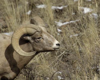 Sheep, Rocky Mtn Ram-030506-Confluence, Lamar Valley, YNP-0376.jpg