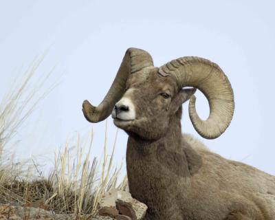 Sheep, Rocky Mtn Ram-030506-Confluence, Lamar Valley, YNP-0695.jpg