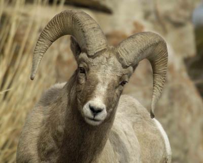 Sheep, Rocky Mtn Ram-030506-Confluence, Lamar Valley, YNP-0864.jpg