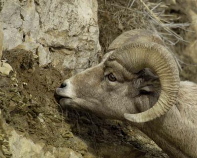 Sheep, Rocky Mtn Ram-030506-Confluence, Lamar Valley, YNP-0908.jpg