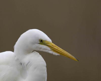 Egret, Great-022406-Black Point Wildlife Drive, Merritt Island NWR, FL-0009.jpg