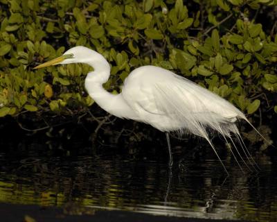 Egret, Great-022706-Peacocks Pocket Rd, Merritt Island NWR, FL-0010.jpg