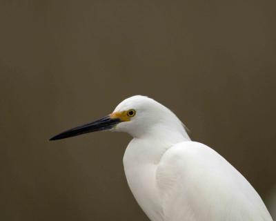 Egret, Snowy-022406-Black Point Wildlife Drive, Merritt Island NWR, FL-0004.jpg