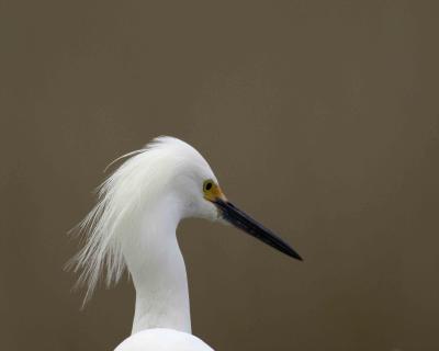 Egret, Snowy-022406-Black Point Wildlife Drive, Merritt Island NWR, FL-0005.jpg