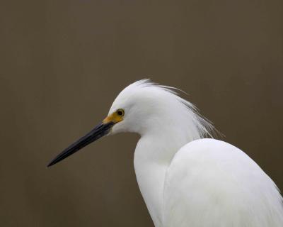 Egret, Snowy-022406-Black Point Wildlife Drive, Merritt Island NWR, FL-0006.jpg