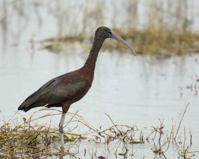 Gallery of Glossy Ibis