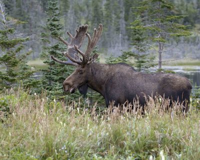 Moose, Bull-080506-Rt 430, Gros Morne Natl Park, Newfoundland, Canada-0181.jpg